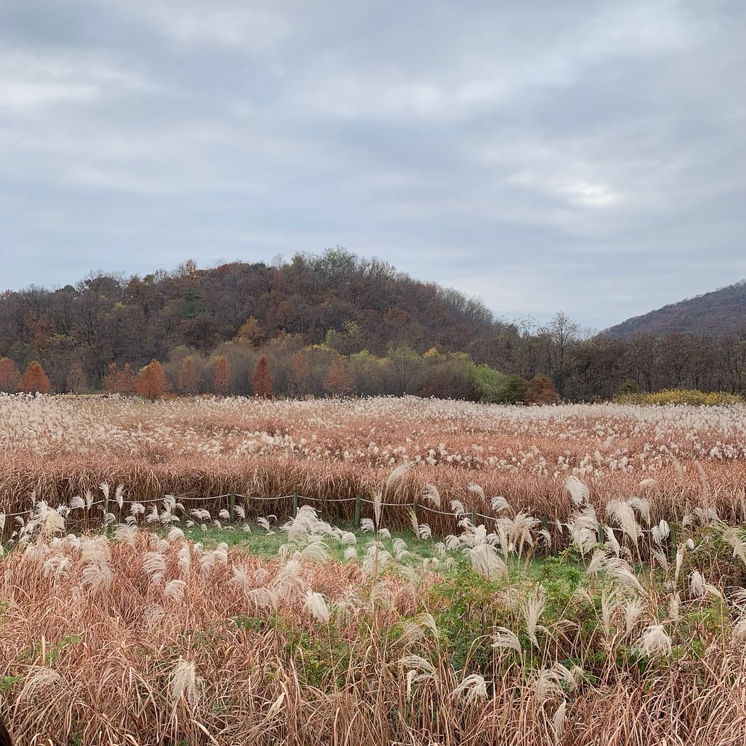 reed field