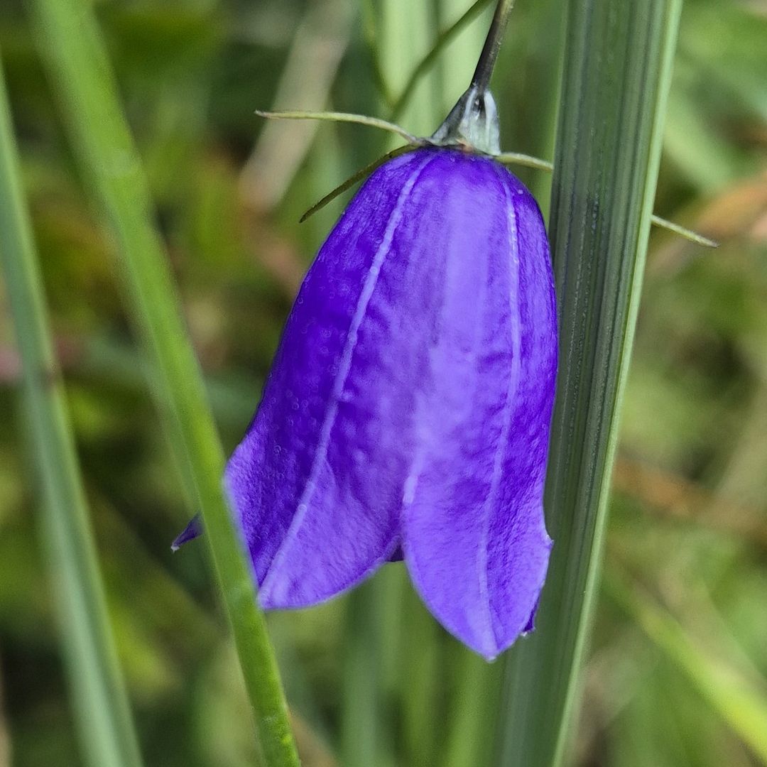 Campanula scheuchzeri