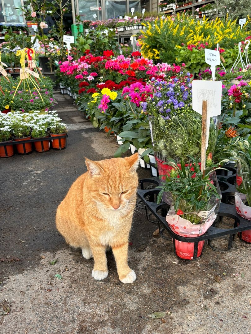 Cat and flowers