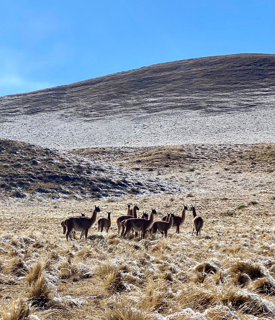 A herd of vicuñas