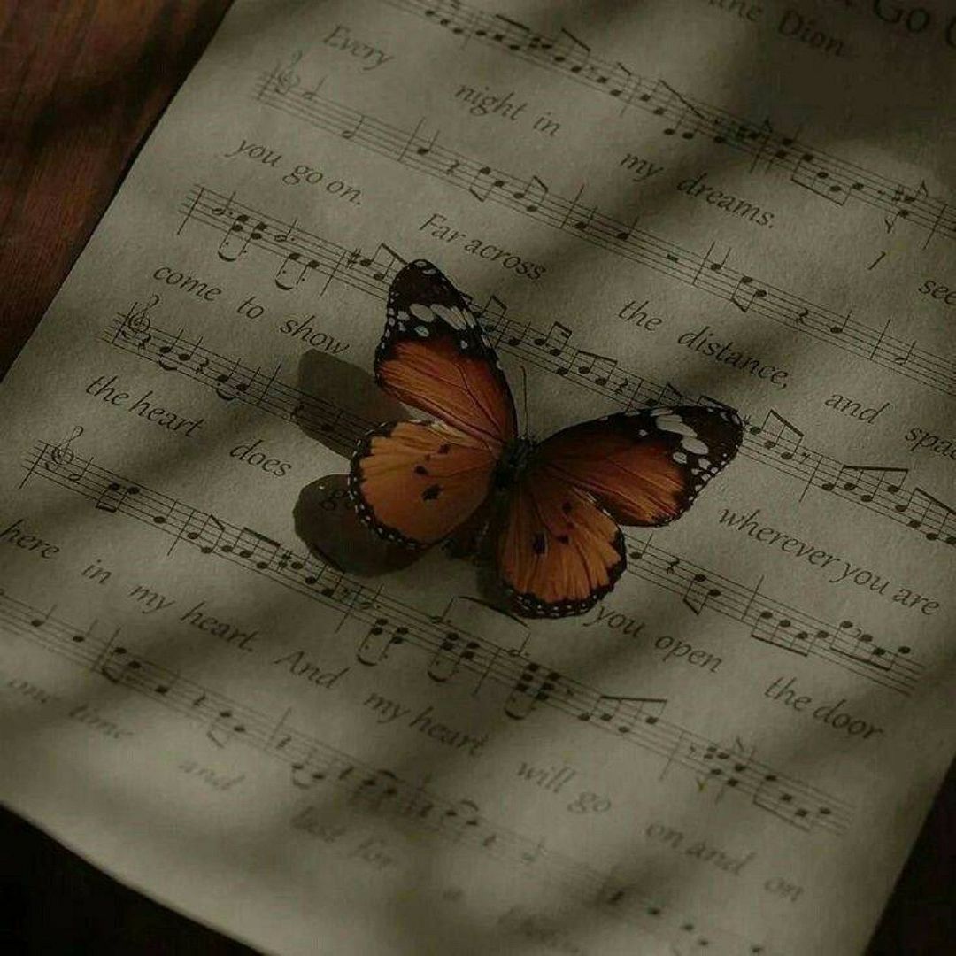 butterfly