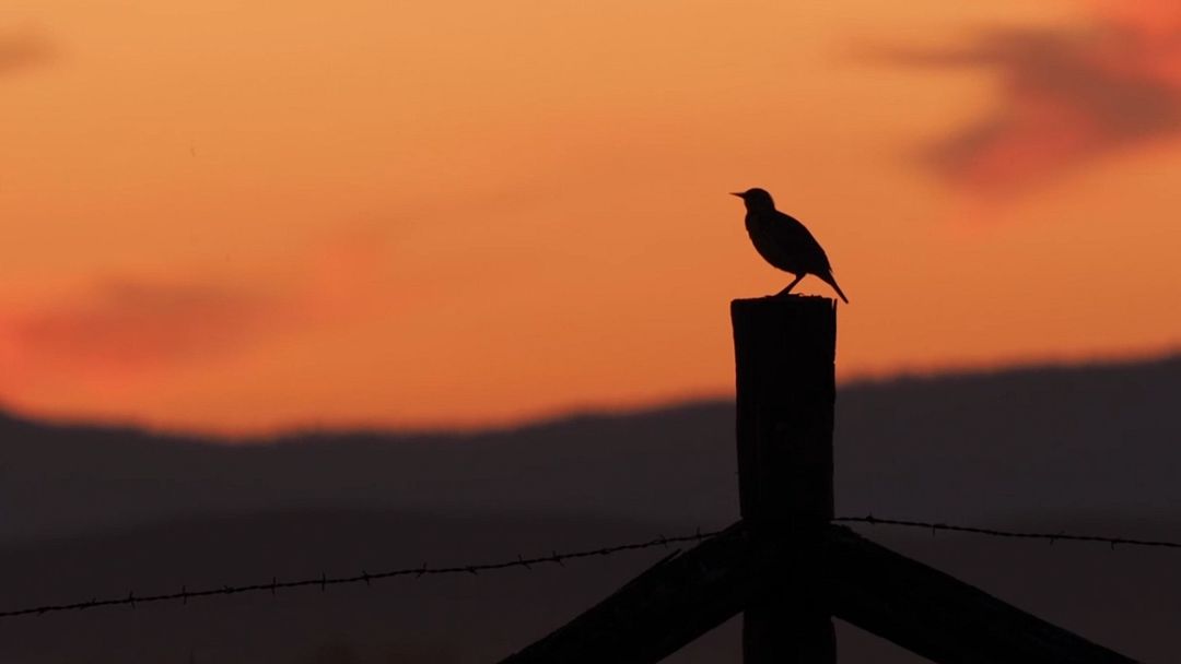 Western Meadowlark