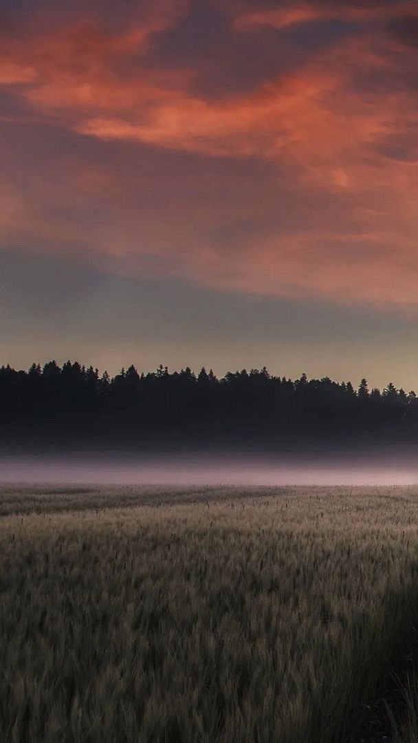 Field Mist in Finland🇫🇮🌇🌇🌇