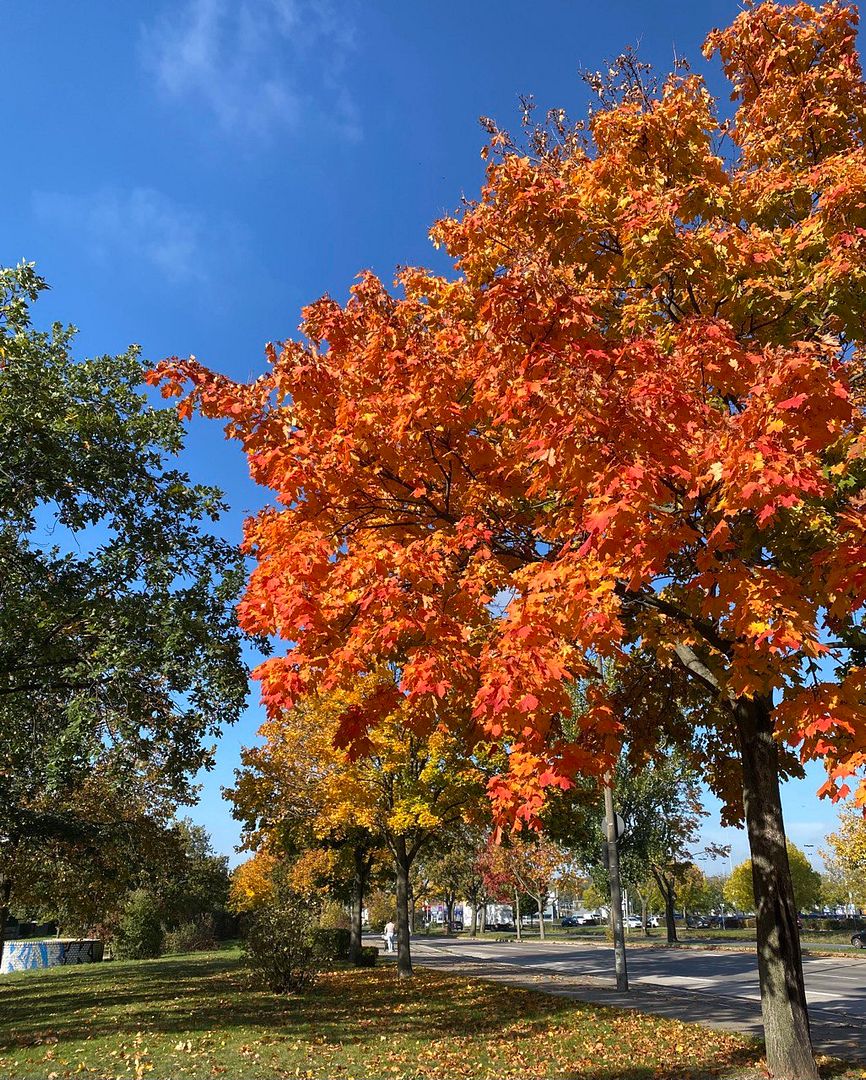 Autumn tree