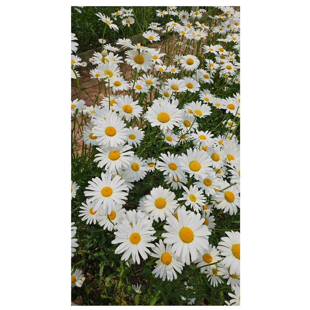 daisy flower 05/24/24