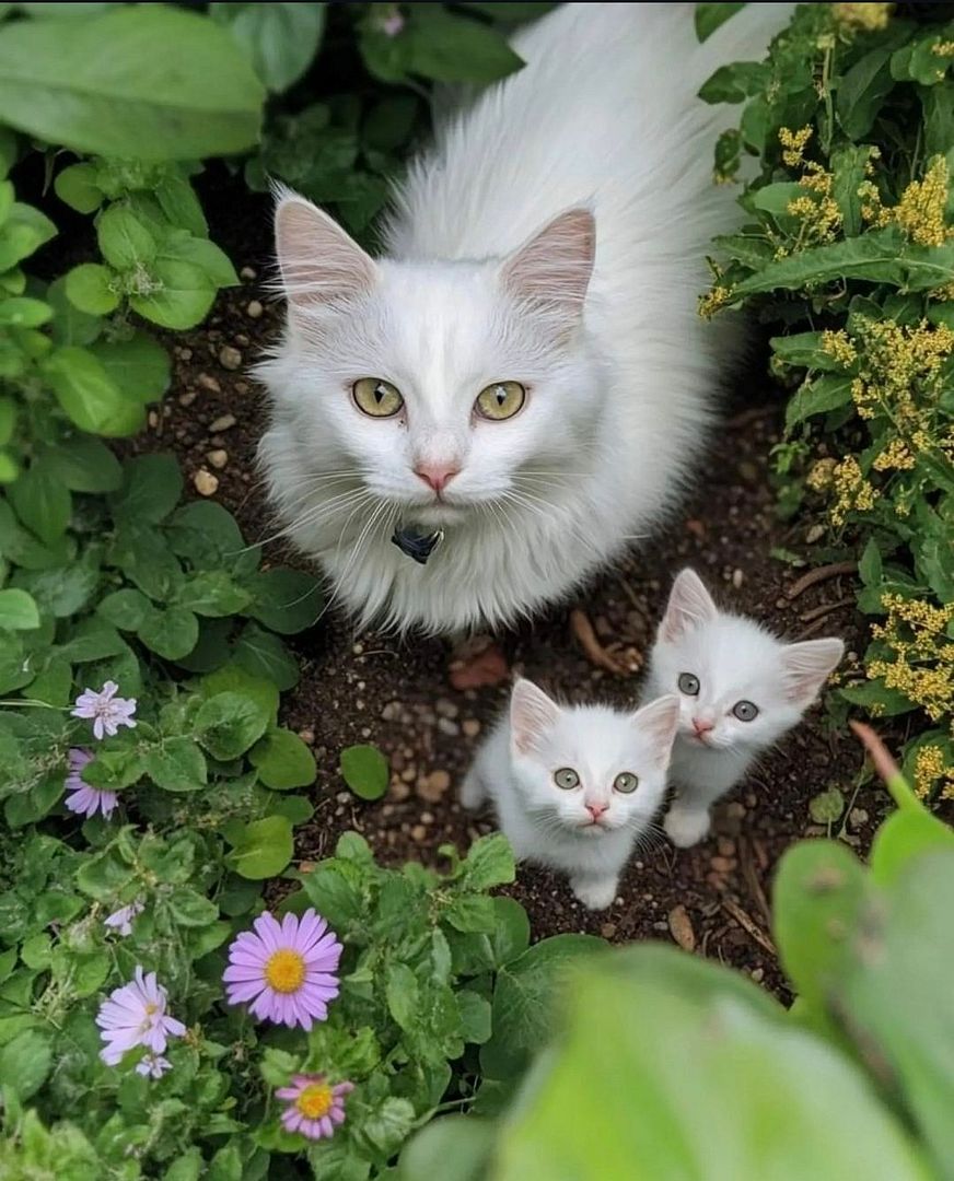 White cats