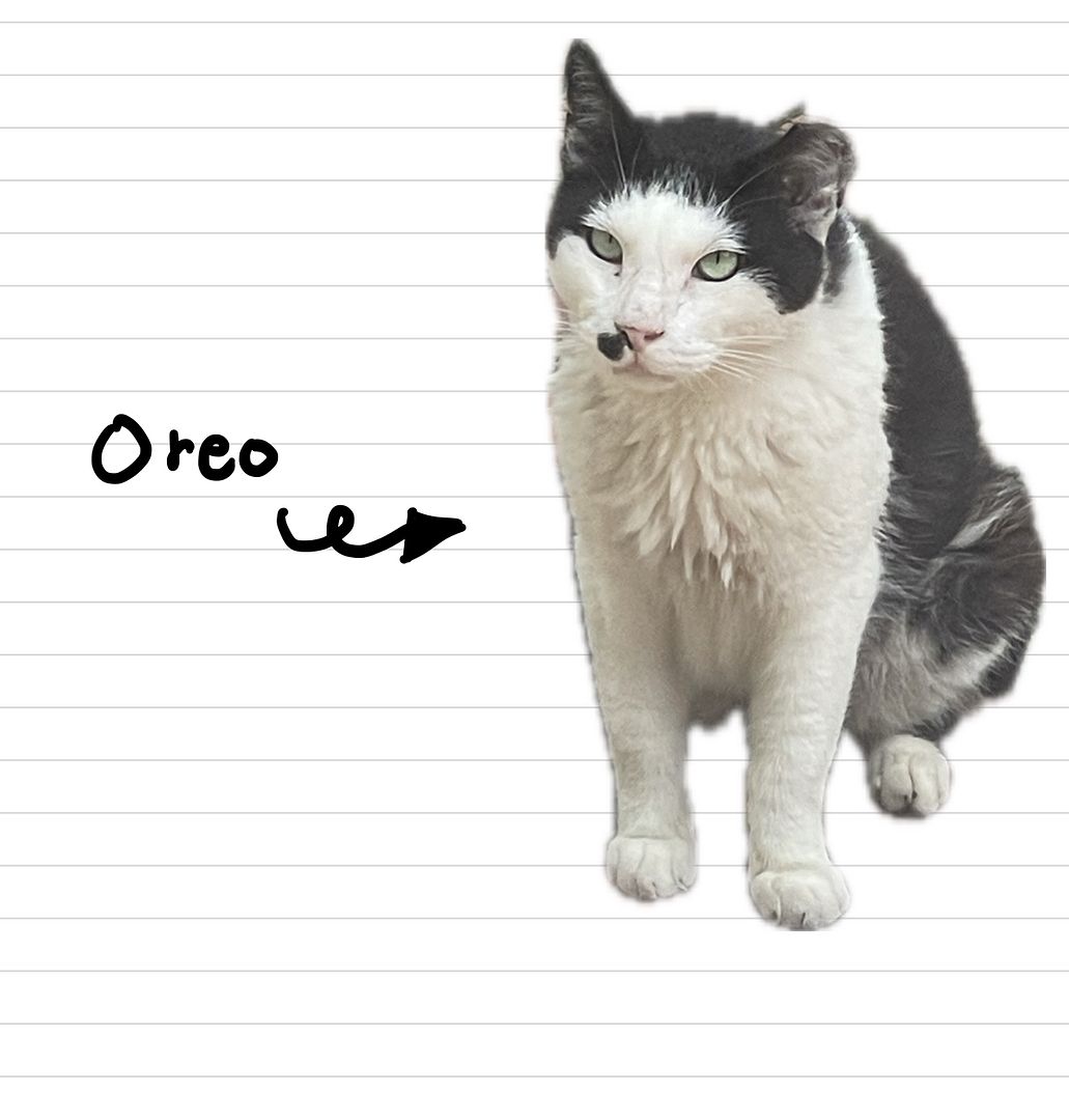 Cat_Oreo_8