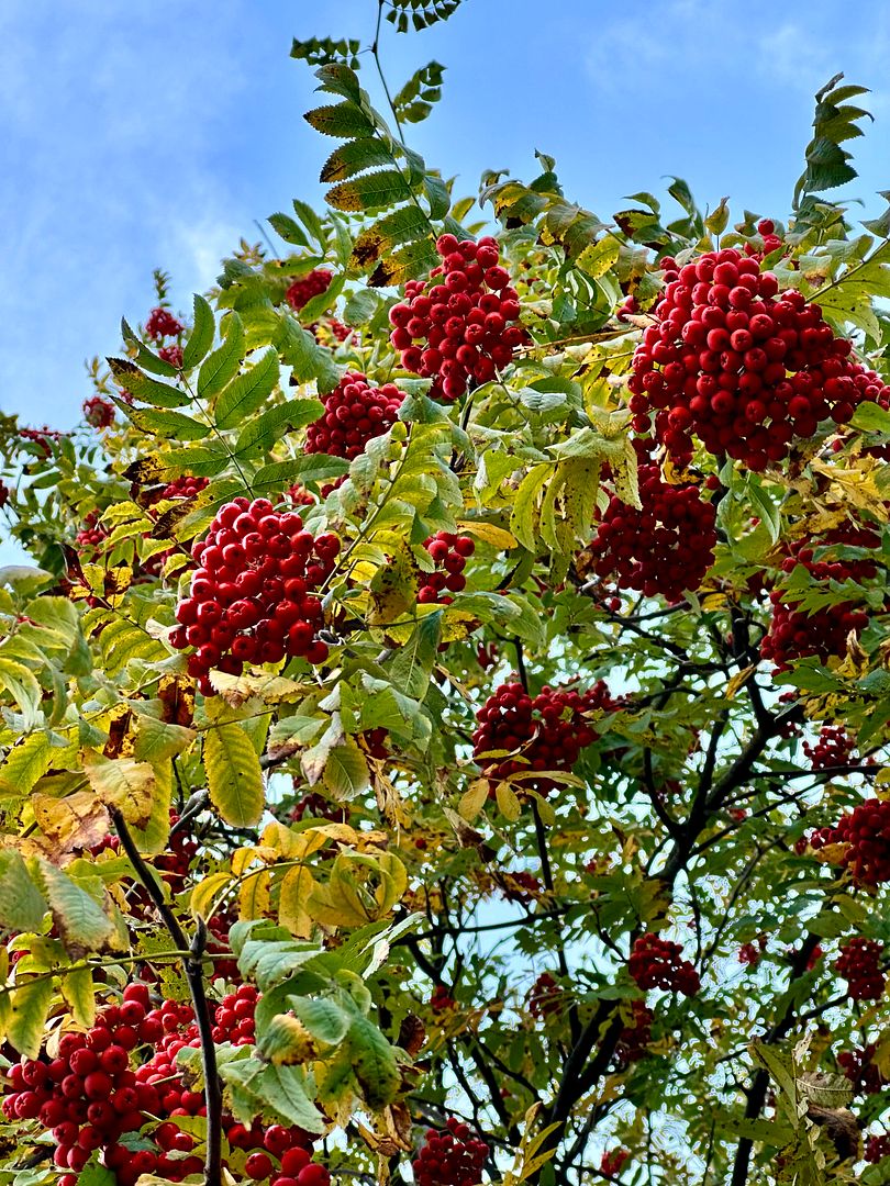 colors of nature