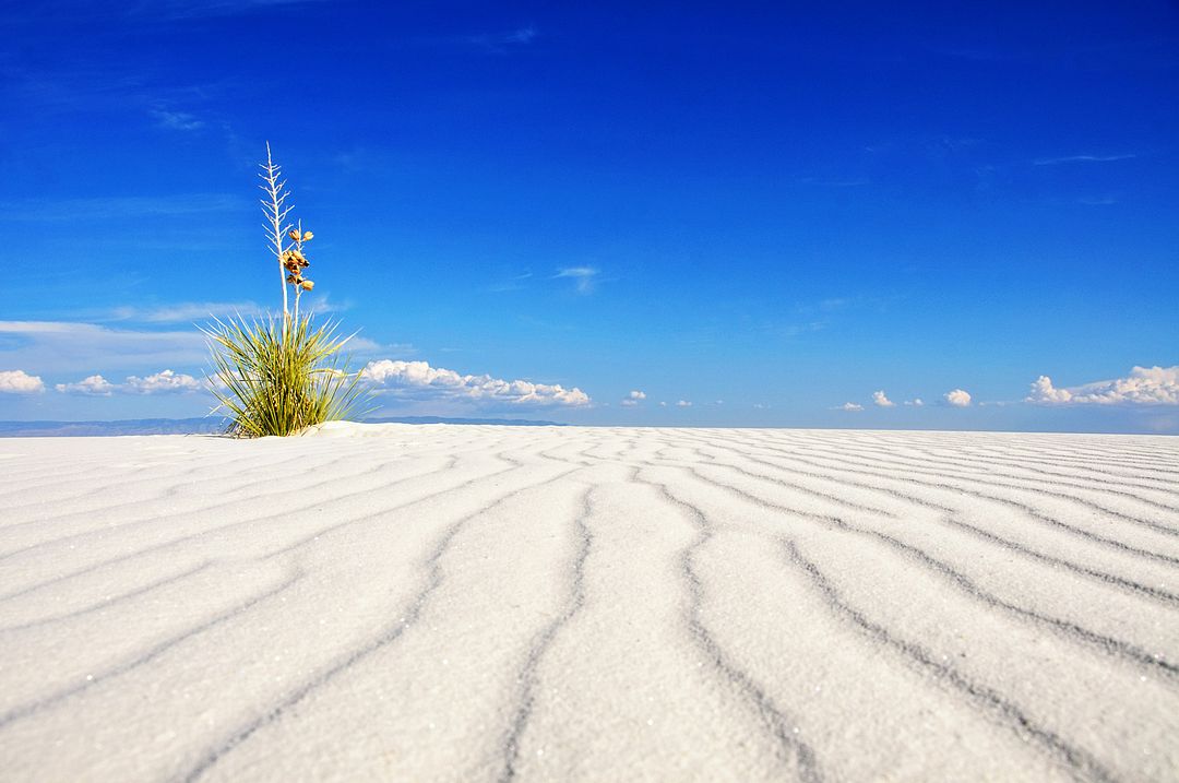 One of the first images I made when visiting White Sands.