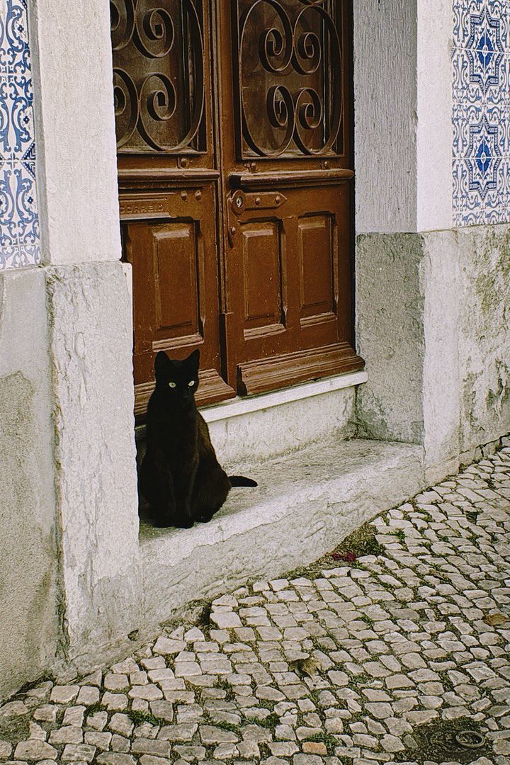 Cat on the street