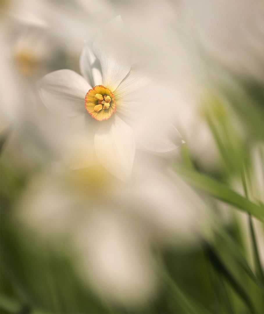 A daffodil