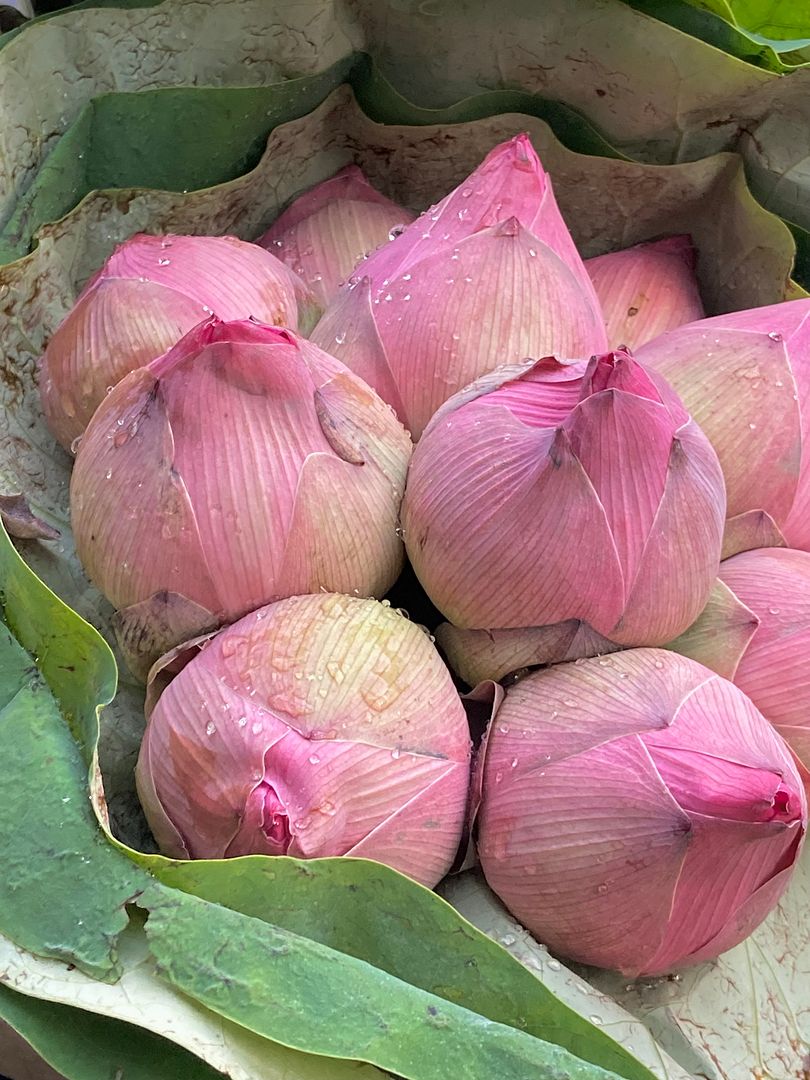 onion flowers