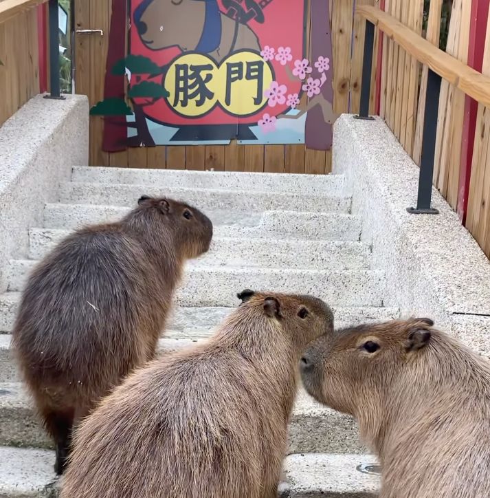 Capybara Gate