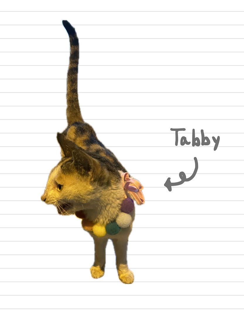 Cat_Tabby_5