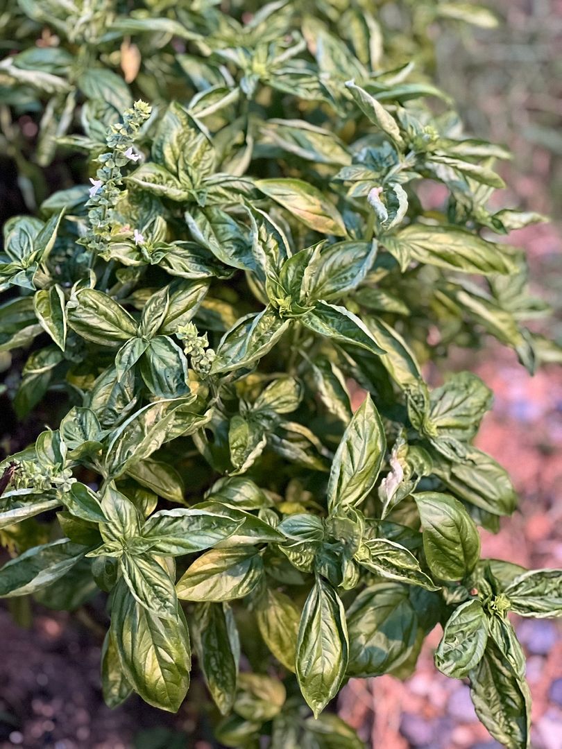 basil