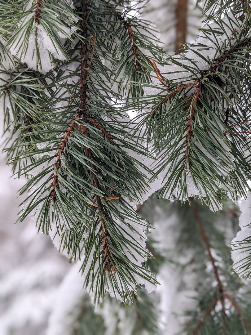 First snow ❄️