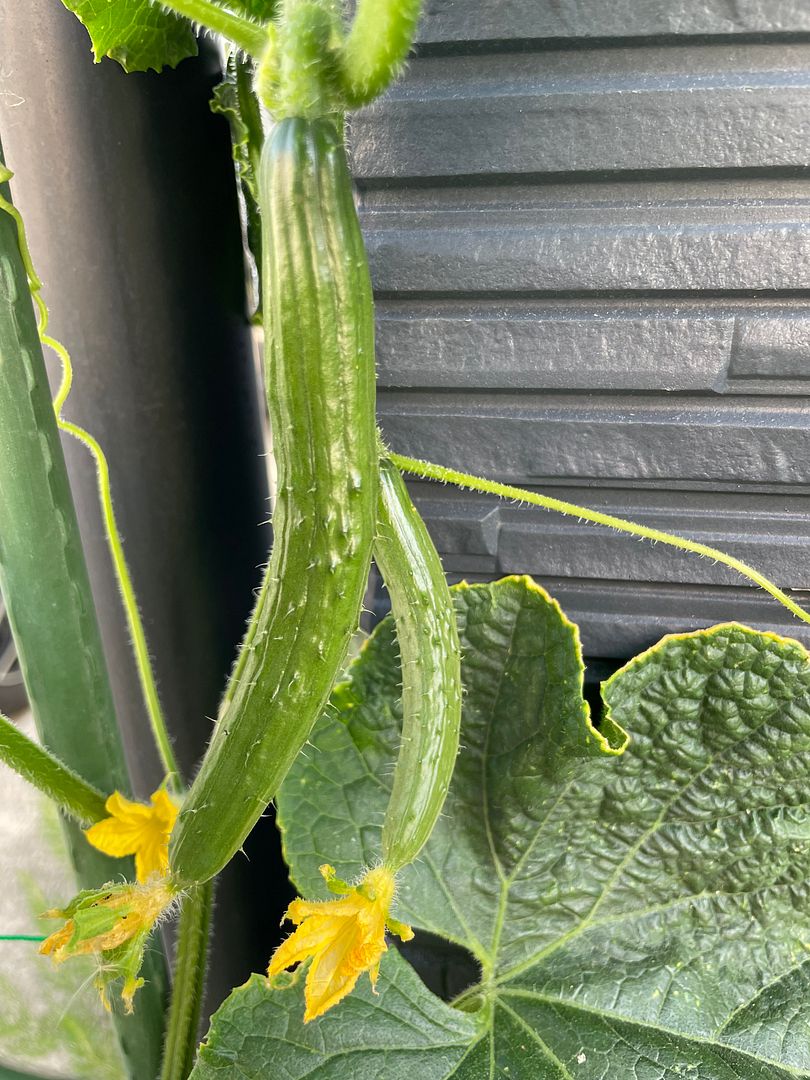 cucumber #1