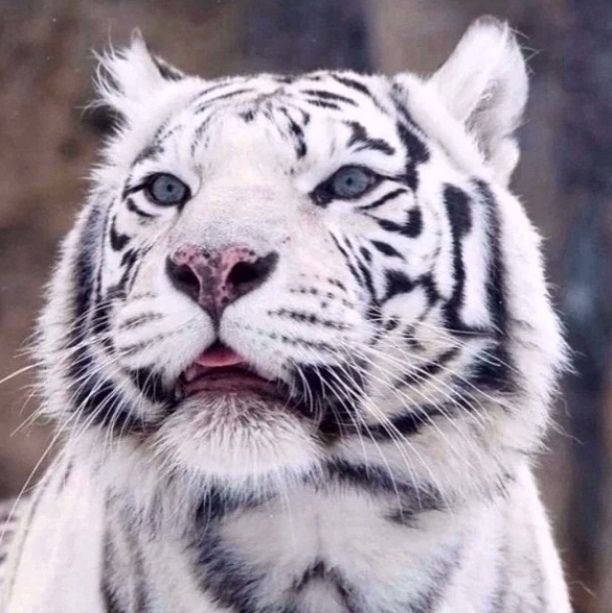 white tiger