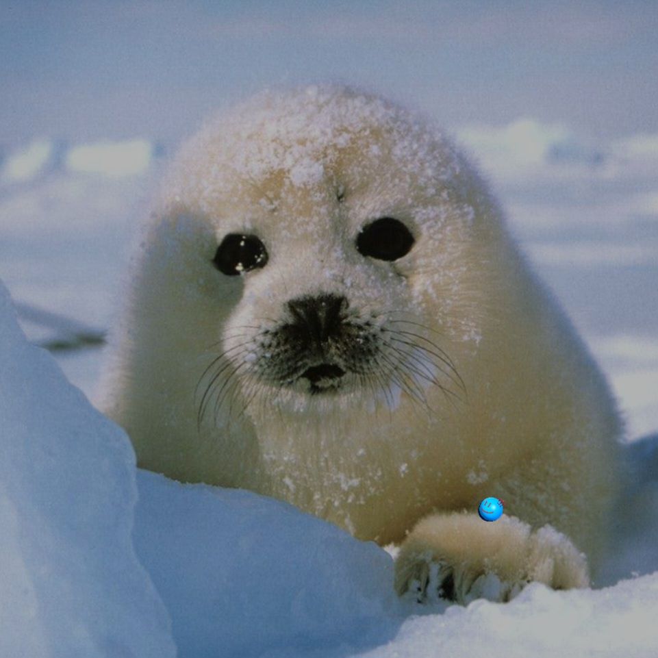 Harp seal_3