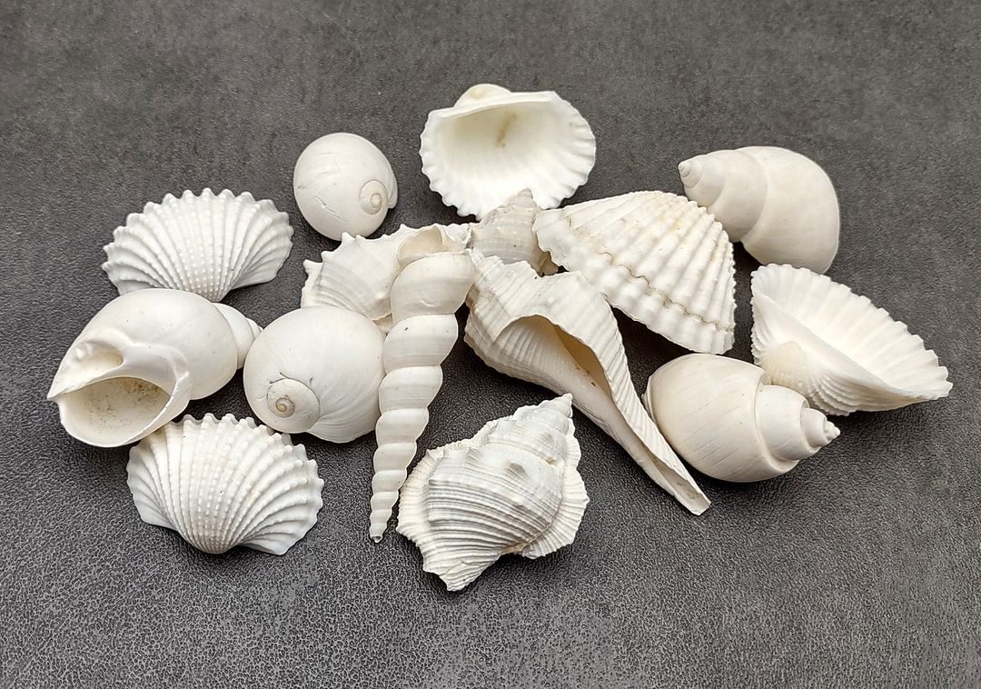 Seashells