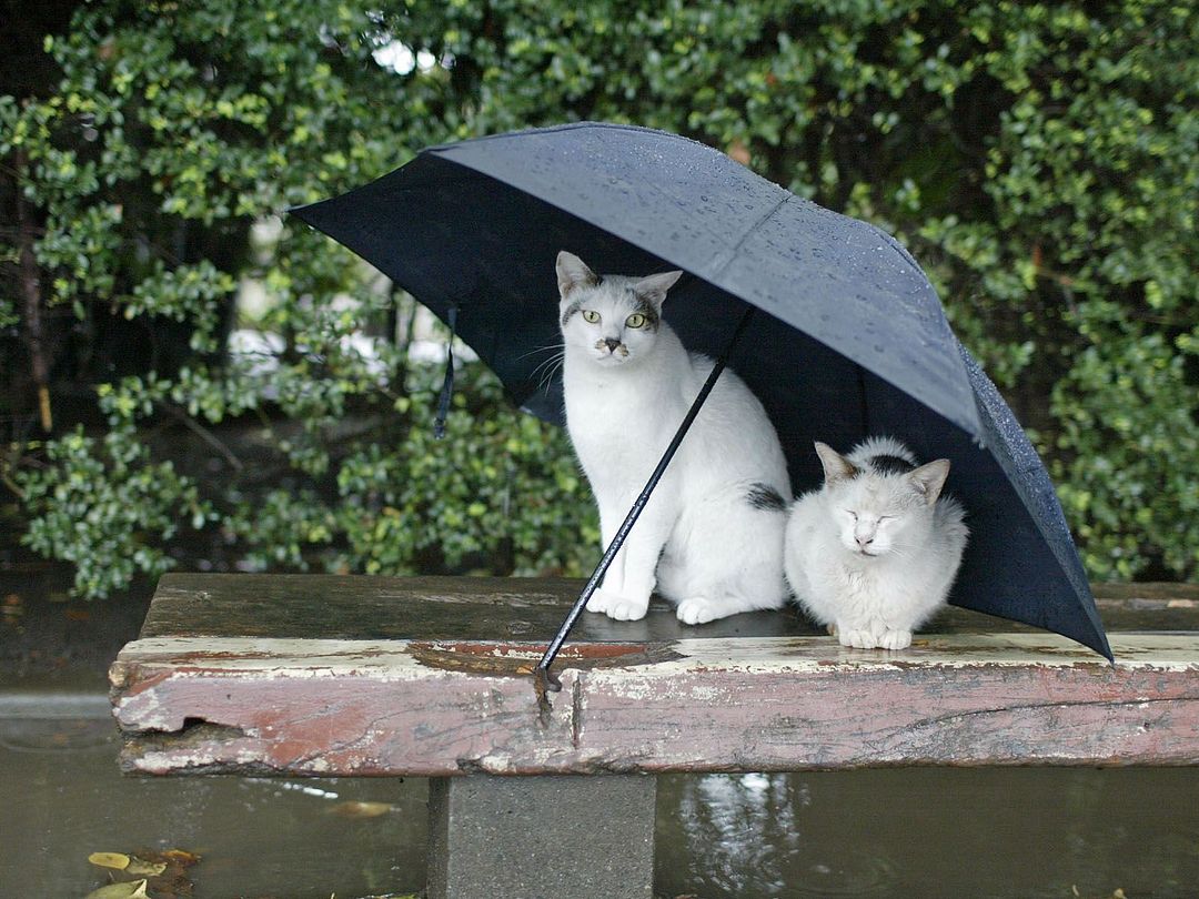 Two under an umbrella