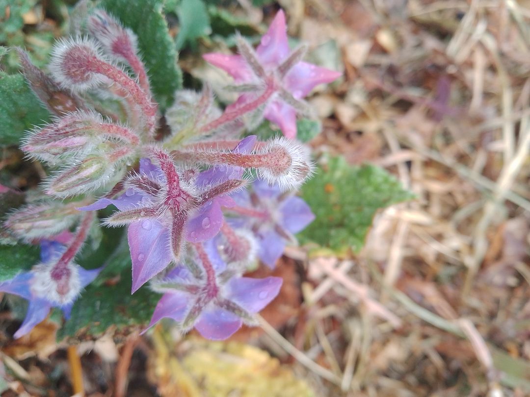 Officinalis Borago