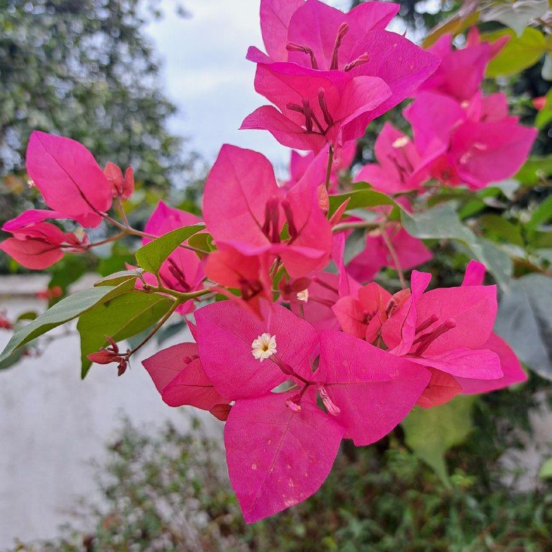 Pink flower