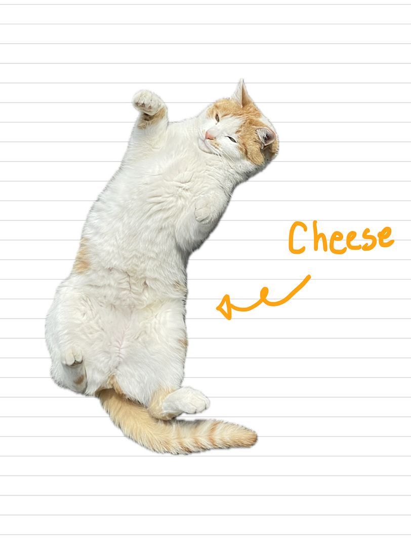 Cat_Cheese_7