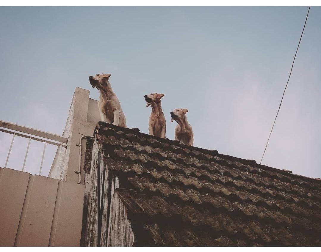 Triad on the roof