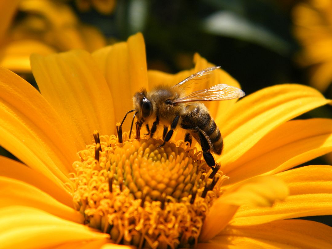 bee collects honey