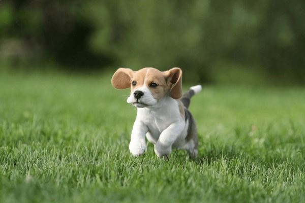 A playful puppy in the yard