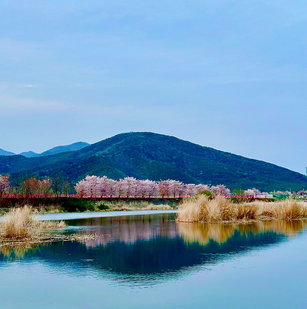 Cherry blossom & green MT.