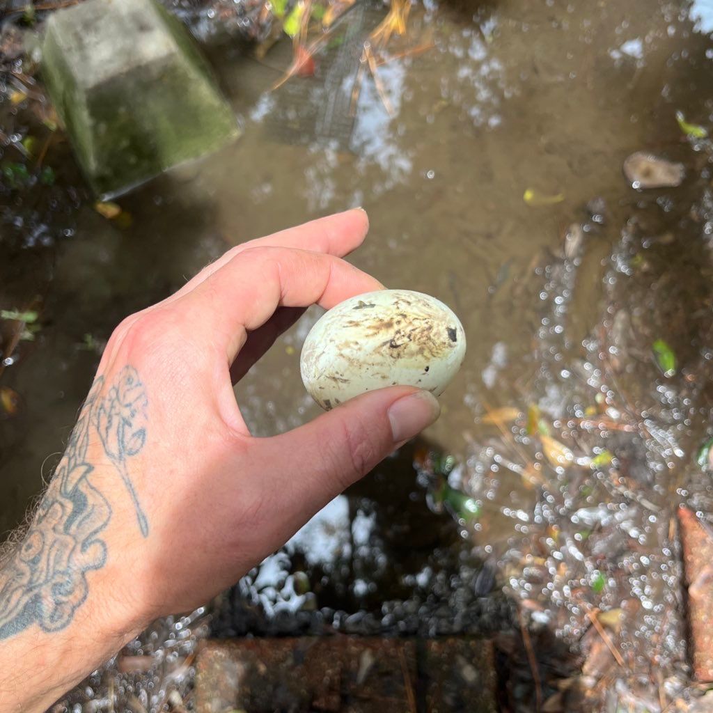 🦆 ducks have started laying again after their stressful move nature is healing 🥚