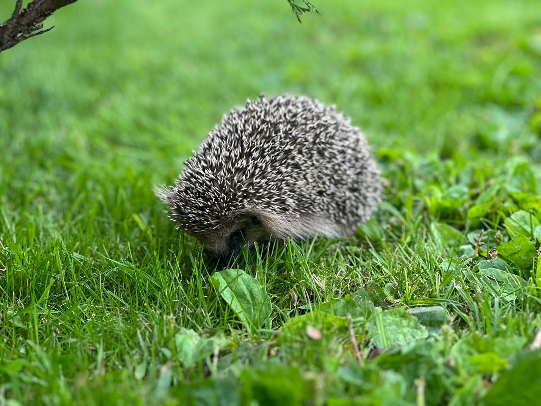 Hedgehog