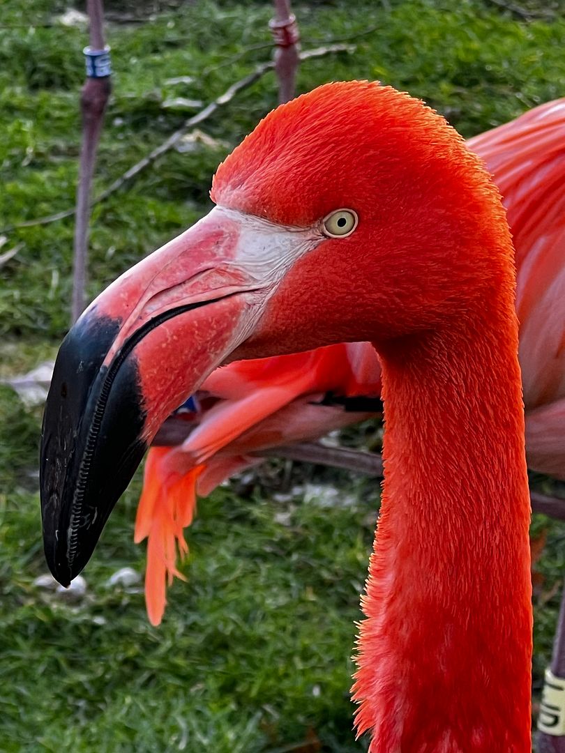 flamingo