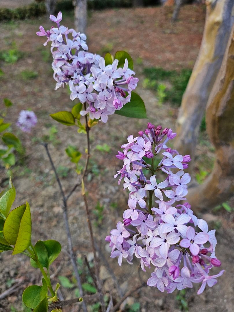 LIlac in KOREA