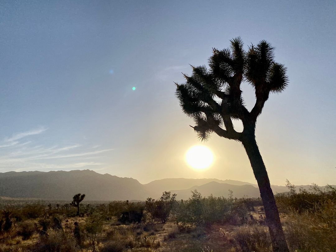 Joshua Tree