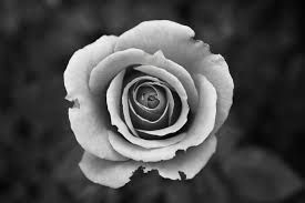 BW FLOWER