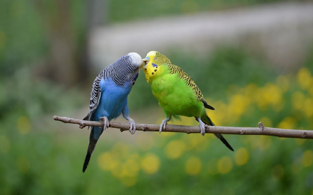 kissing parrots