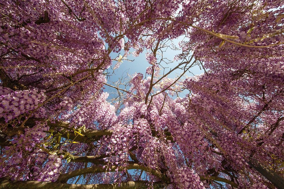 flowers and trees