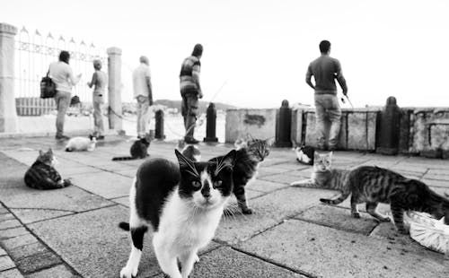 STREET CATS