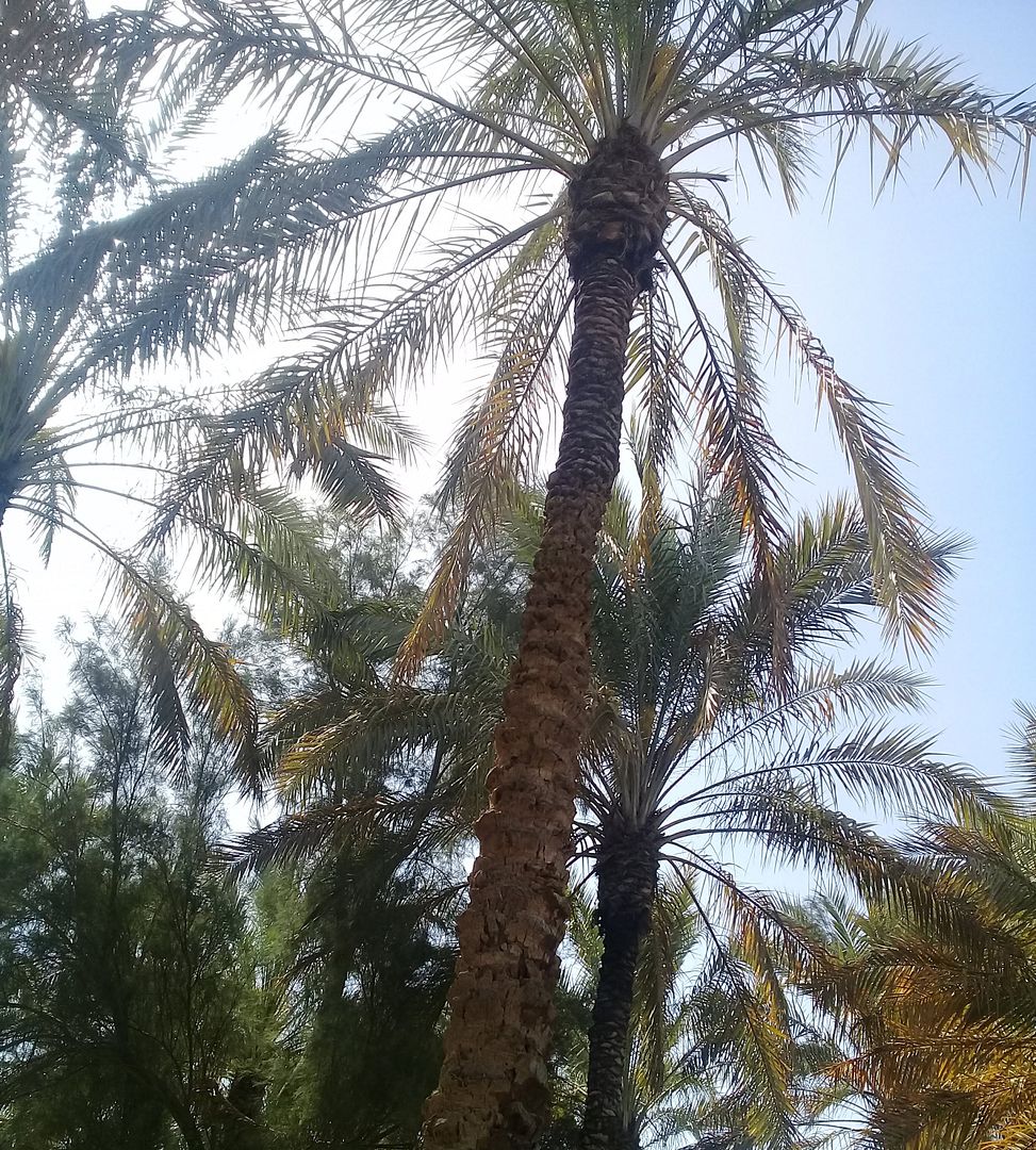 Beautiful palm tree