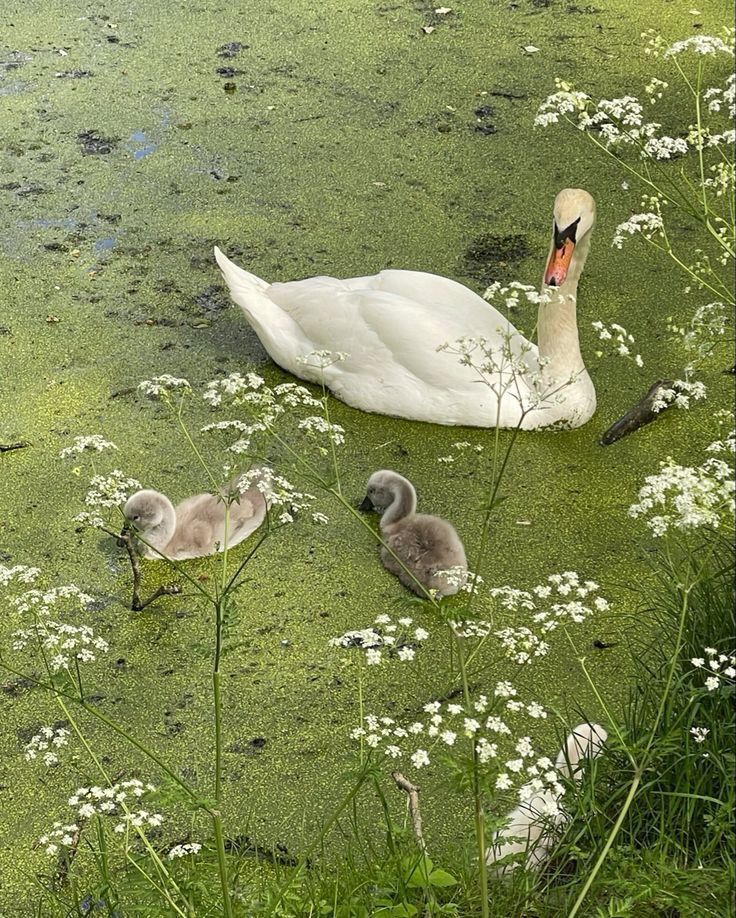 duckies!