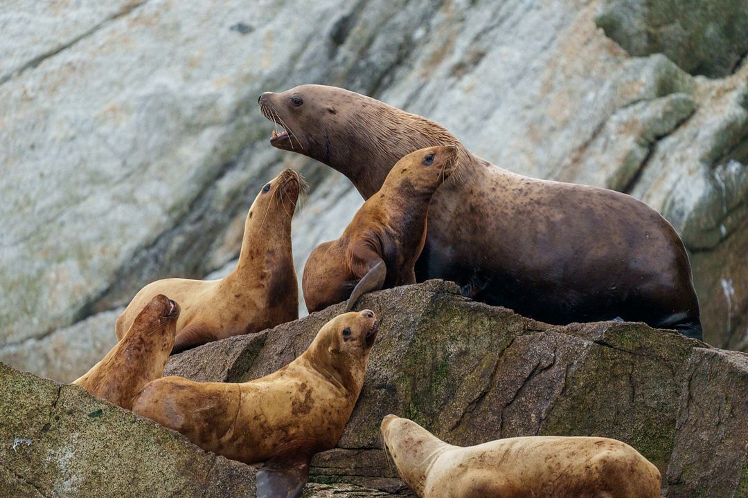 This scene captures the wild and dynamic spirit of Alaska’s coastal marine life in its natural habitat.