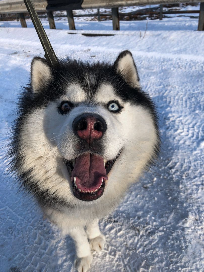 Husky