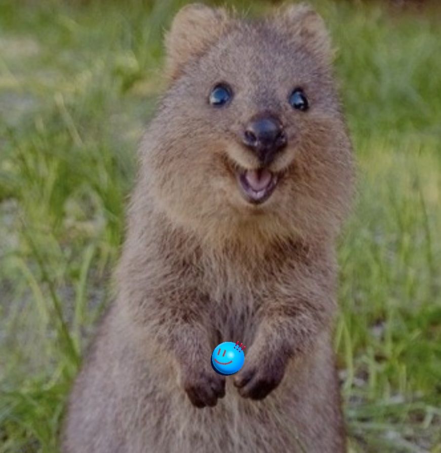 quokka2