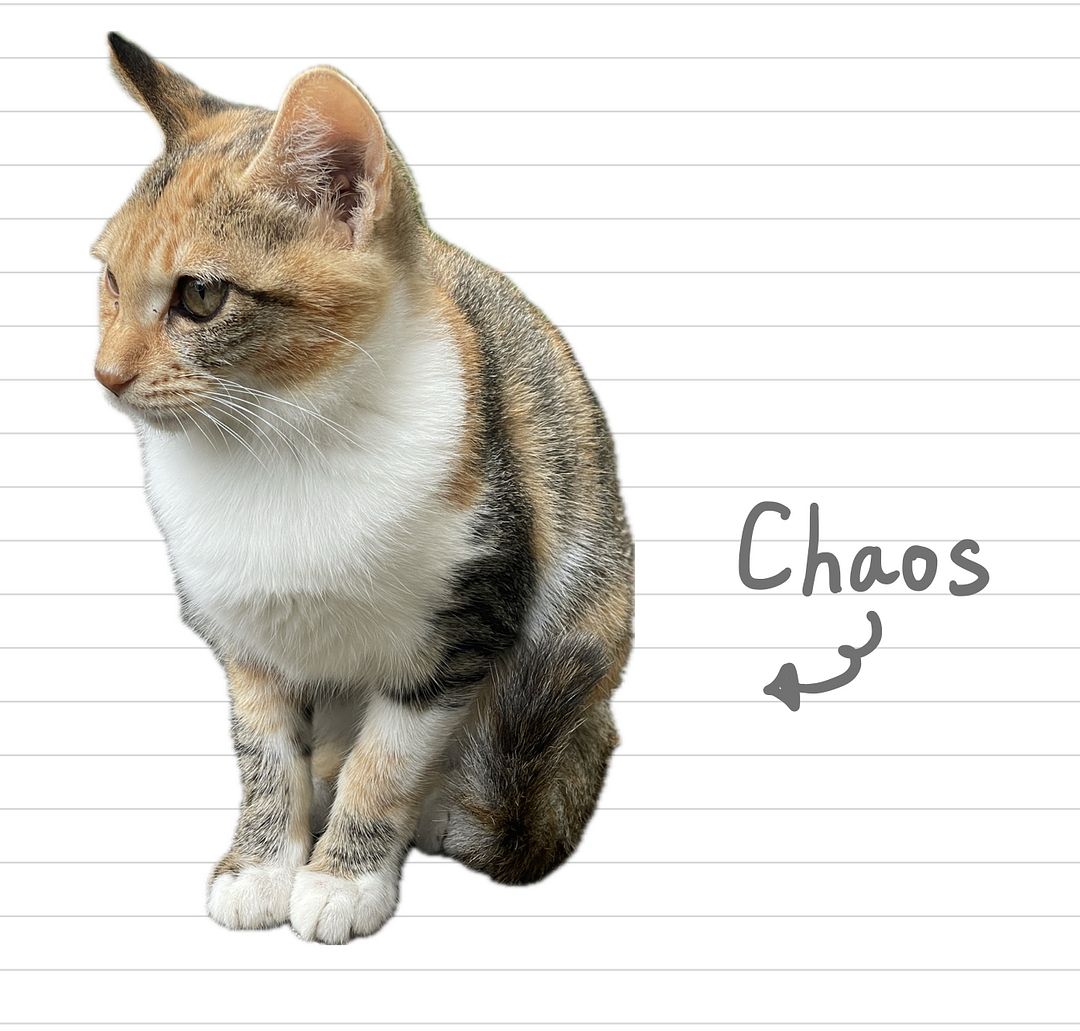 Cat_Chaos_26