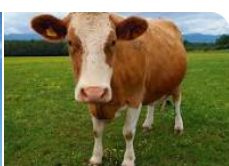 cow