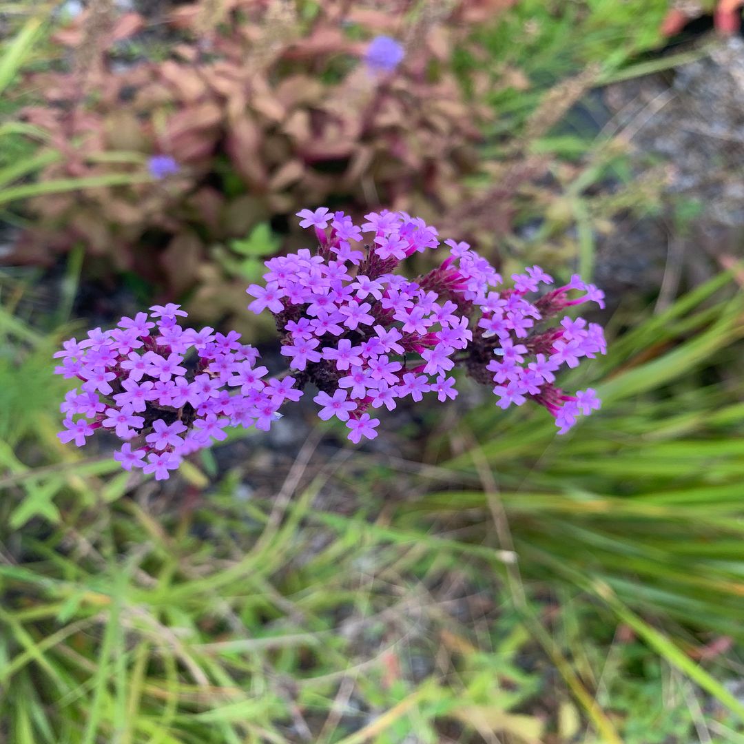 Verbena brasiliensis (브라질마편초)