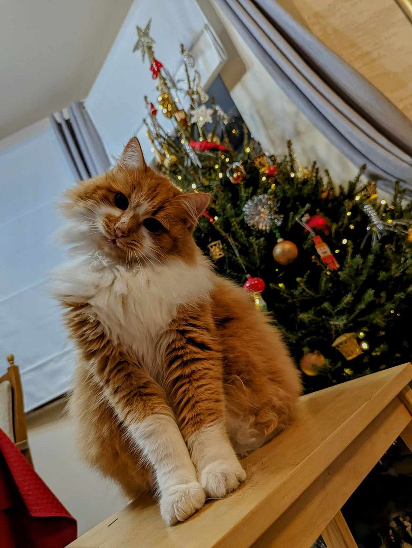 Christmas Kitty